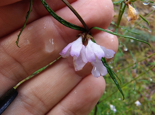Westringia longifolia (alternate view 9)
