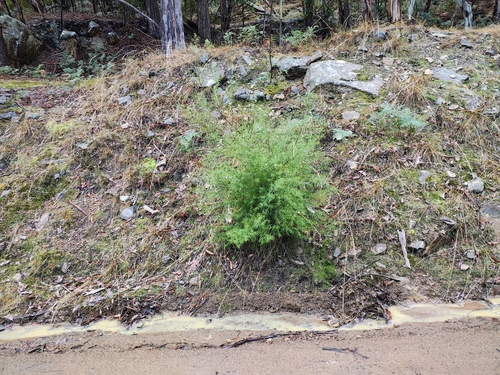 Westringia longifolia (alternate view 8)