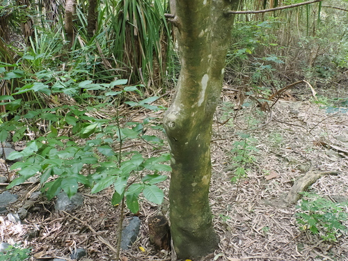Ficus opposita (Sandpaper Fig) (alternate view 5)