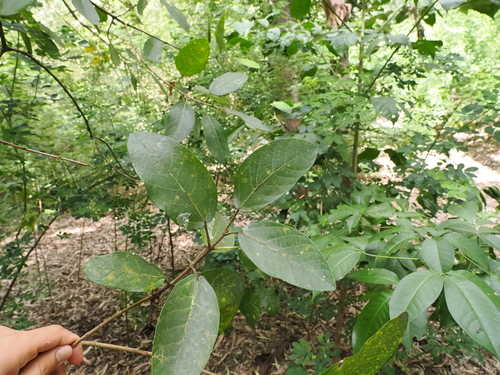 Ficus opposita (Sandpaper Fig) (alternate view 4)