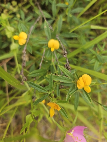 Stylosanthes biflora (sidebeak pencilflower) (alternate view 6)