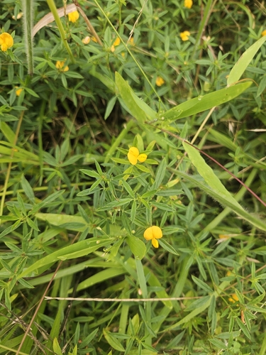 Stylosanthes biflora (sidebeak pencilflower) (alternate view 7)