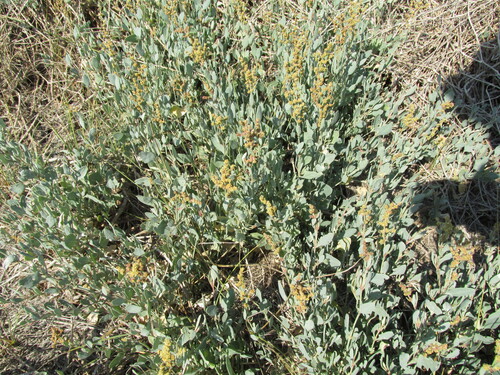 Atriplex portulacoides (Sea-purslane)