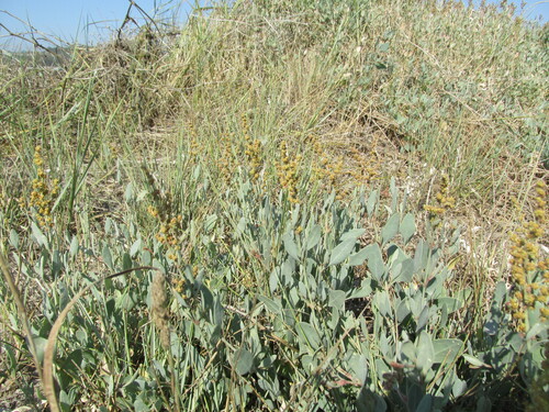 Atriplex portulacoides (Sea-purslane)