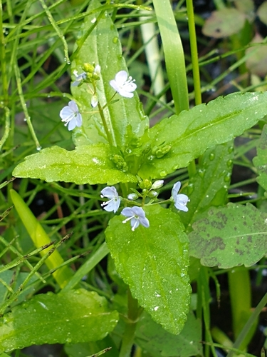 Veronica americana (American brooklime) (alternate view 5)