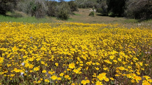 Lasthenia gracilis (common goldfields) (alternate view 7)