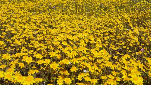 Lasthenia gracilis (common goldfields) (alternate view 8)