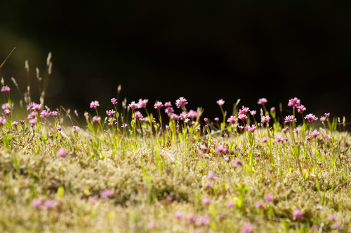 Plectritis congesta (shortspur seablush) (alternate view 3)