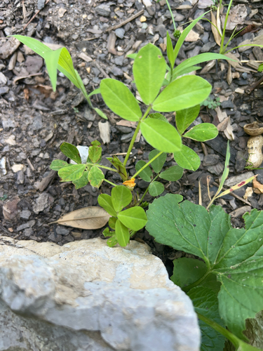 Senna obtusifolia (American Sicklepod) (alternate view 5)