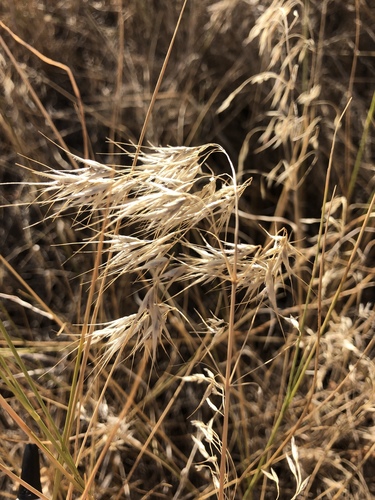 Bromus tectorum (cheat grass) (alternate view 5)