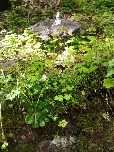 Saxifraga umbrosa (alternate view 5)