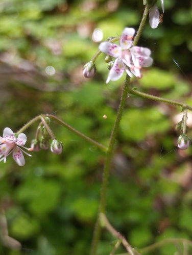 Saxifraga umbrosa (alternate view 6)