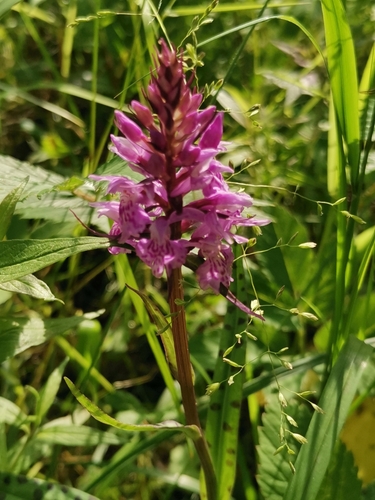 Dactylorhiza fuchsii (Common Spotted Orchid)