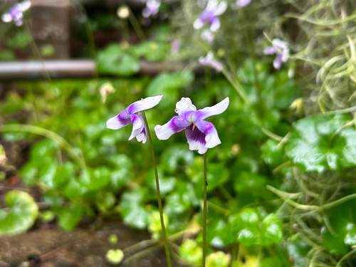 Viola banksii (Banks' Violet) (alternate view 5)