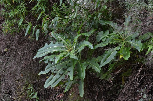 Sonchus fruticosus (alternate view 8)
