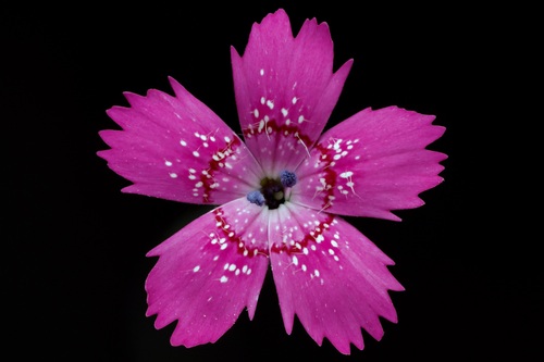 Dianthus deltoides (alternate view 5)