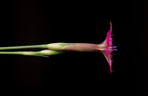 Dianthus deltoides (alternate view 6)