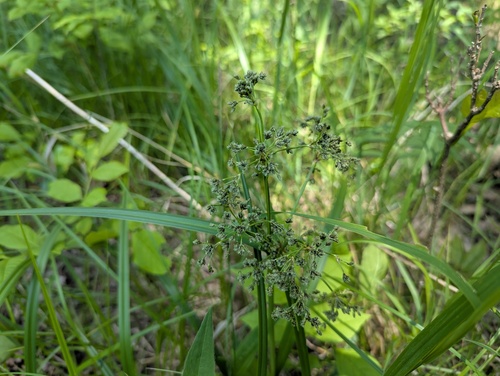 Scirpus microcarpus (small-fruited bulrush) (alternate view 4)