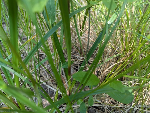 Scirpus microcarpus (small-fruited bulrush) (alternate view 5)