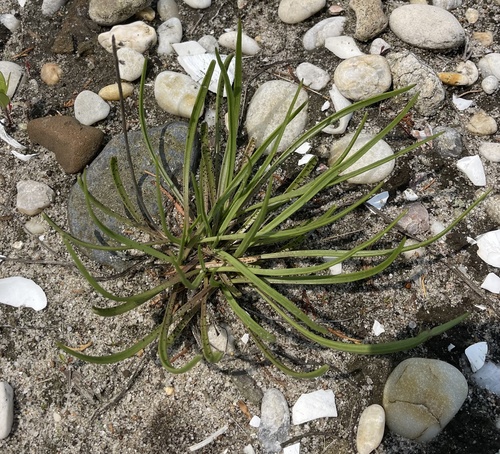 Plantago maritima (Sea Plantain)