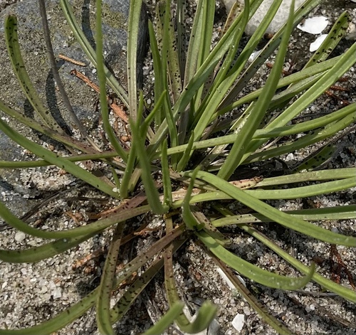 Plantago maritima (Sea Plantain)