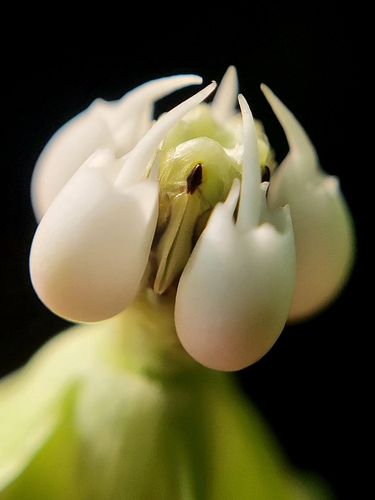 Asclepias exaltata (poke milkweed)