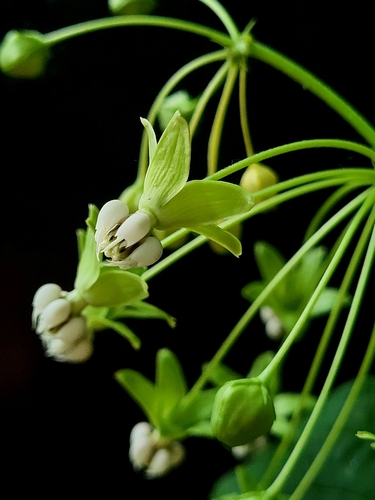 Asclepias exaltata (poke milkweed) (alternate view 4)