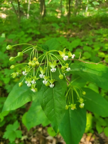 Asclepias exaltata (poke milkweed) (alternate view 5)