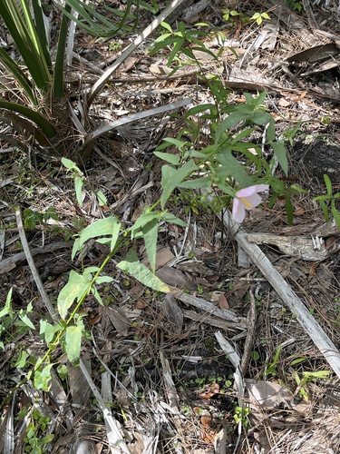 Kosteletzkya pentacarpos (Saltmarsh mallow)