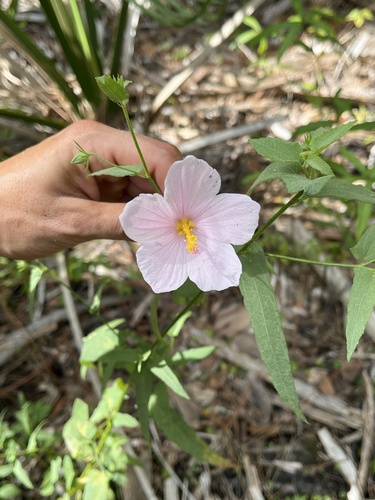Kosteletzkya pentacarpos (Saltmarsh mallow) (alternate view 2)