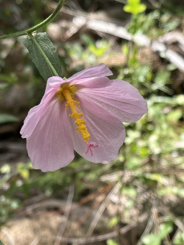 Kosteletzkya pentacarpos (Saltmarsh mallow) (alternate view 3)