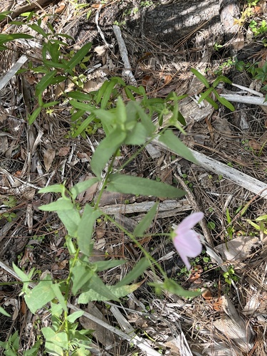 Kosteletzkya pentacarpos (Saltmarsh mallow) (alternate view 4)