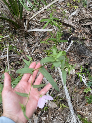 Kosteletzkya pentacarpos (Saltmarsh mallow) (alternate view 5)