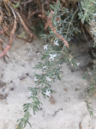 Frankenia salina (Alkali Heath)