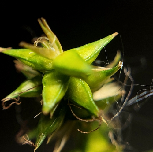 Carex texensis (Texas Sedge)