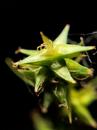 Carex texensis (Texas Sedge)