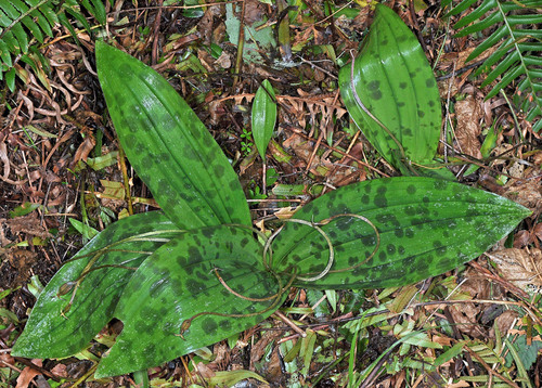 Scoliopus bigelovii (California fetid adderstongue) (alternate view 3)