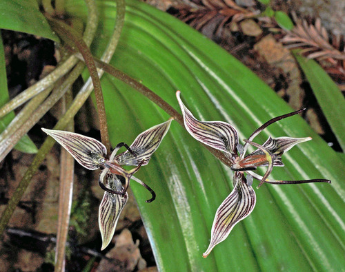 Scoliopus bigelovii (California fetid adderstongue) (alternate view 5)