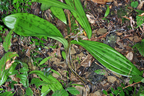 Scoliopus bigelovii (California fetid adderstongue) (alternate view 4)