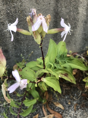 Saponaria officinalis (common soapwort)