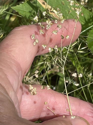 Briza minor (Little quaking-grass)