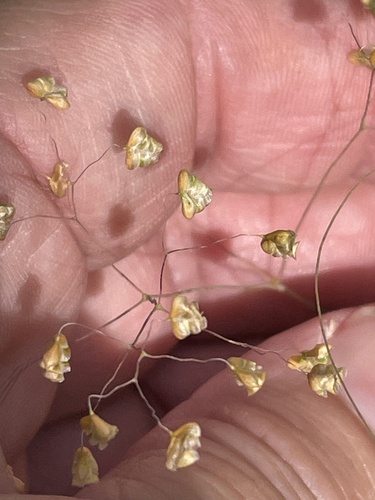Briza minor (Little quaking-grass) (alternate view 2)