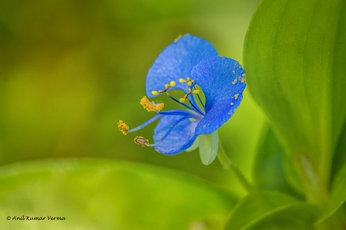 Commelina diffusa (climbing dayflower)