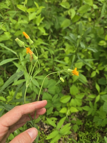 Krigia biflora (Two-flower Dwarf-dandelion) (alternate view 3)