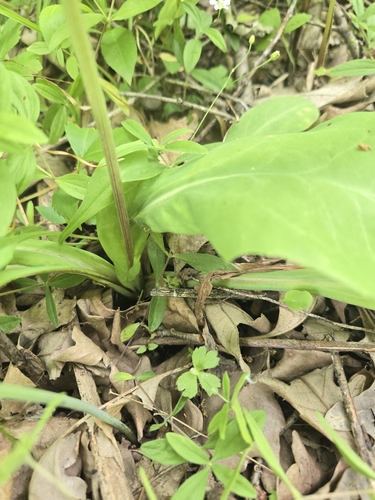 Krigia biflora (Two-flower Dwarf-dandelion) (alternate view 5)