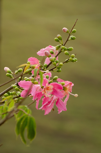 Ceiba speciosa (Pink Silk Floss Tree)