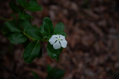 Catharanthus (Periwinkle) (alternate view 7)