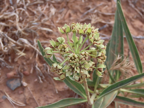 Asclepias asperula (Antelopehorn Milkweed)