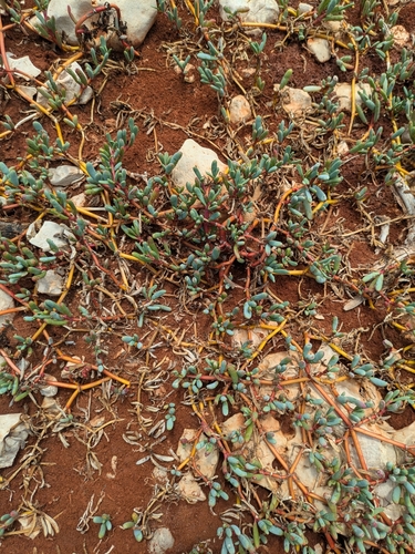 Sesuvium portulacastrum (sea purslane) (alternate view 4)