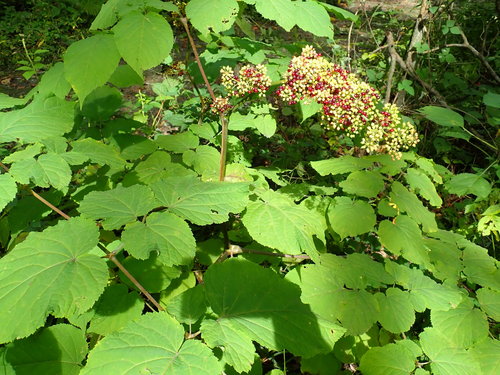 Aralia racemosa (American spikenard) (alternate view 2)